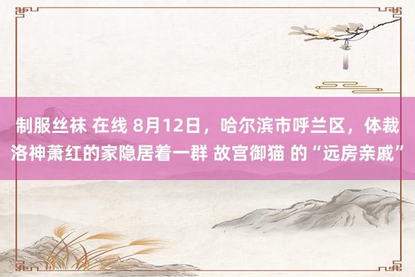 制服丝袜 在线 8月12日，哈尔滨市呼兰区，体裁洛神萧红的家隐居着一群 故宫御猫 的“远房亲戚”